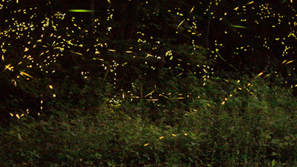 Dancing Fireflies Smoky Mountains National Park