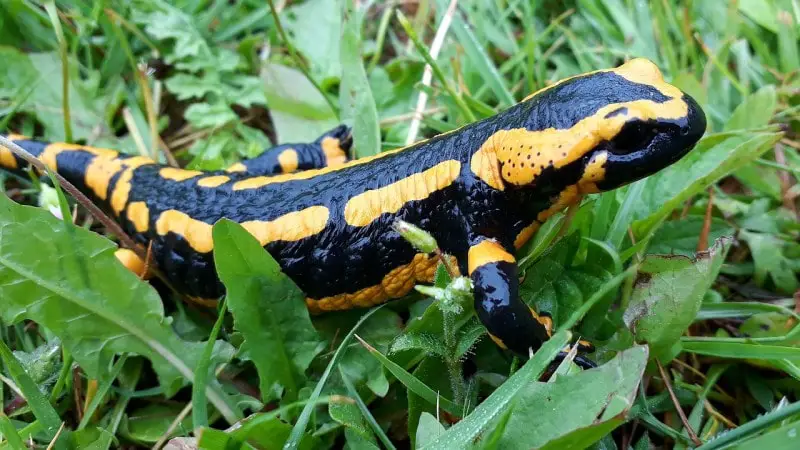 A Shelter For Salamanders Smoky Mountains National Park