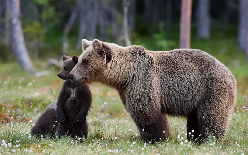 Be Aware of Wildlife - 5 Top Tips For Camping Safely